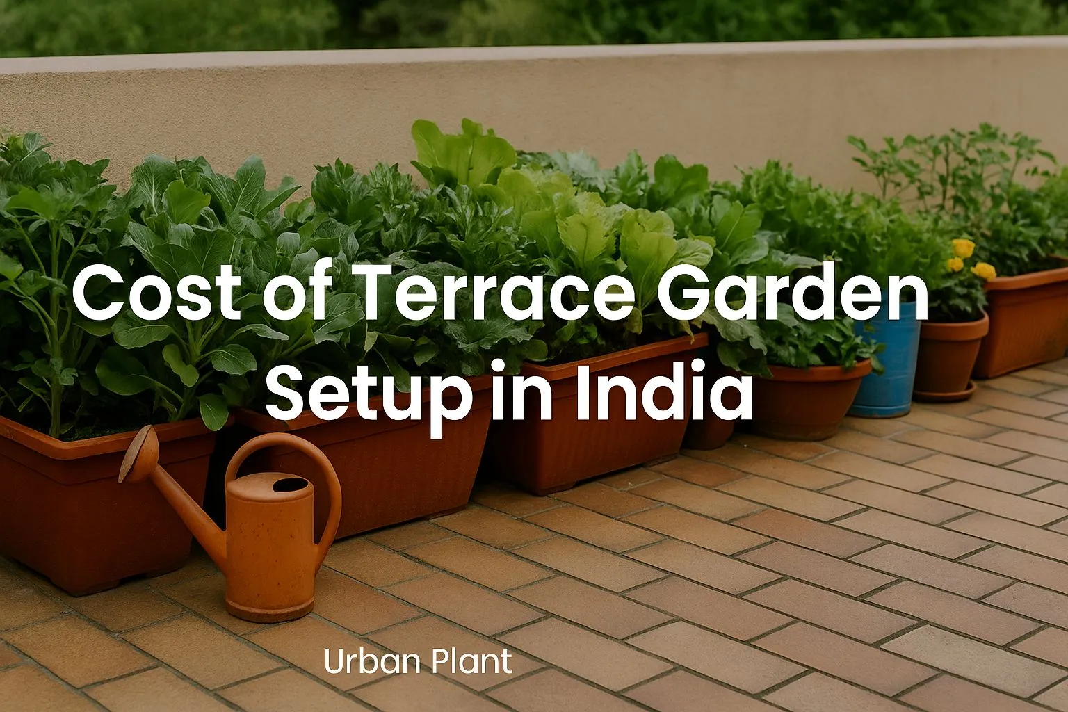 Cost of Terrace Garden Setup in India (and How to Do It Under ₹5000)
